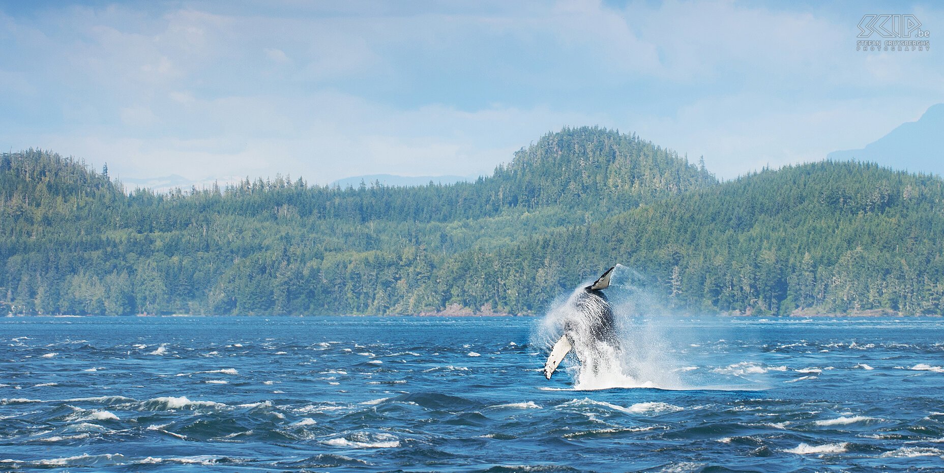 Telegraph Cove - Breaching humpback whale A humback whale breaching in the waters of the Johnstone Strait near Vancouver Island. Whales probably breach when they are in groups for social reasons such as showing dominance, courting or warning for danger. <br />
 Stefan Cruysberghs